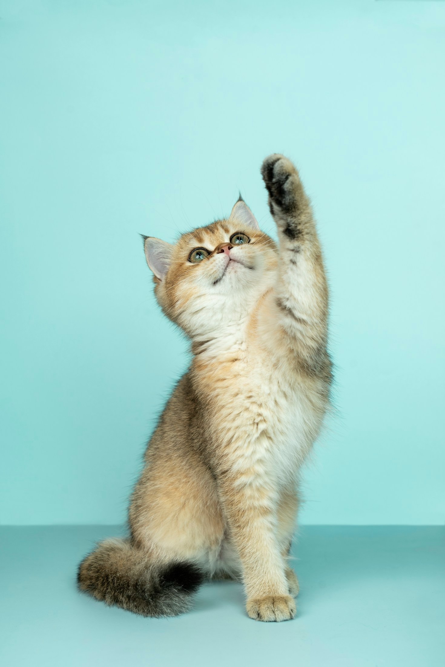 Cómo ayudar a gatos en tu barrio