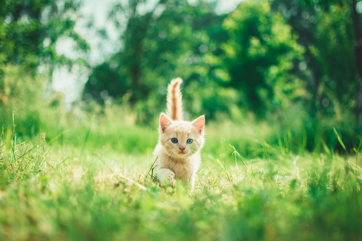 Mitos comunes sobre los felinos callejeros